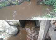 Limbah Pabrik Brondol PT PASS Pantai Raja Kembali Cemari Parit Kebun dan Parit Pemukiman Warga