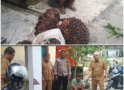 Warga Amankan 8 Tandan Buah Sawit Diduga Hasil Curian di Desa Pantai Raja Kecamatan Perhentian Raja