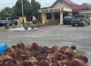 Pencuri Sawit Milik PT. CLS Ditangkap Security, Akhirnya Mendekam Di Polsek Siak Hulu