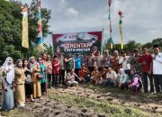 Asta Cita Presiden/Swasembada Pangan Tahun 2025 Forkopimcam Siak Hulu Laksanakan Giat Program Penanaman Jagung 1 Juta Hektar