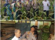Polsek Siak Hulu Laksanakan Penanaman Jagung Dan Giat Panen Raya bersama Pemerintah Desa Kubang Jaya Dukung Program “Asta Cita” Presiden RI