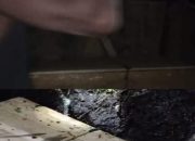 Sadiiis, Mayat Karyawan  PT. MMJ Diduga di Perlakukan Seperti Binatang Dikubur Tak Layak