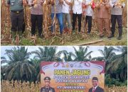 Forkopimcam Siak Hulu Panen Jagung Dalam Rangka Mendukung Program Asta Cita Presiden Republik Indonesia di PT. Wasundari