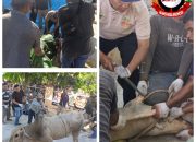 Pengurus Mesjid dan Masyarakat Assyakur Pekanbaru, Laksanakan Pemotongan 14 Ekor Sapi dan 5 Ekor Kambing Hewan Kurban