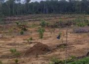 Kebun Karet Tak Produktif Beralih Fungsi Dijadikan PETI Dan Beralih Lagi Jadi Kebun Sawit Di Kuansing