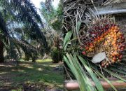 Warga Desa Terantang Kec. Tambang Resah Kebun Di Jarah Ninja, Aparat Pemerintahan Desa Tutup Mata