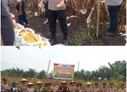 Panen Jagung Pipil di Kampar Kiri Hilir, Wujud Dukungan Swasembada Pangan 2026