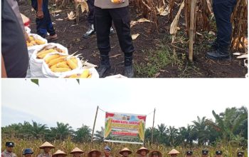 Panen Jagung Pipil di Kampar Kiri Hilir, Wujud Dukungan Swasembada Pangan 2026