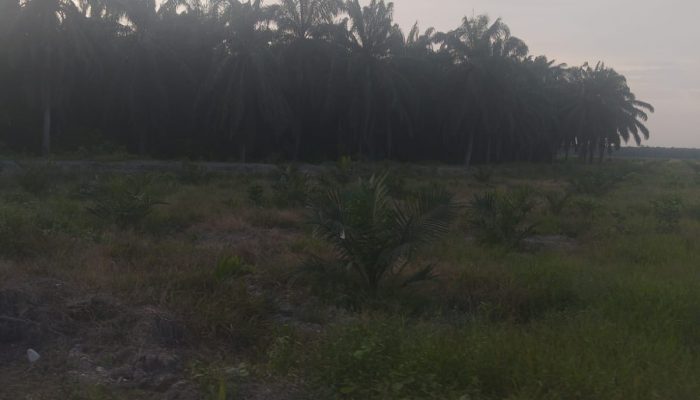 29 Tahun Menantikan Lahan Tak Kunjung Kembali : LCI Soroti Sengketa Agraria dan Dugaan Pelanggaran Lingkungan PT. Musim Mas di Pelalawan