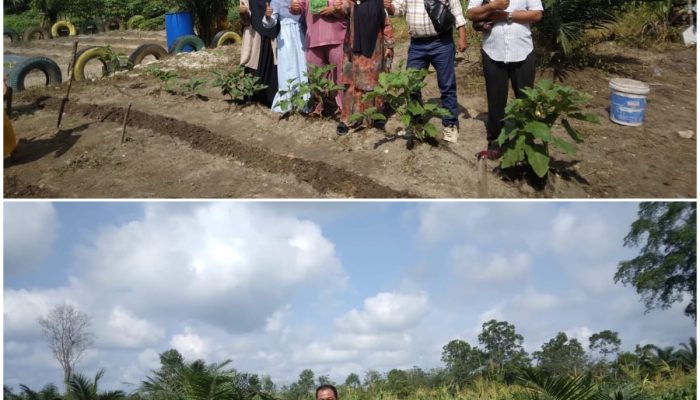 Luar Biasa..!! UPT SMPN 3 Perhentian Raja Sulap Lahan Kosong Jadi Kebun Produktif, Siswa Antusias Ikut Bertani