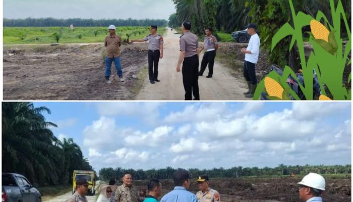Kapolsek Siak Hulu Pada Kuartal Ke-2 Tinjau Langsung Lahan Jagung Pipil di Desa Pangkalan Baru