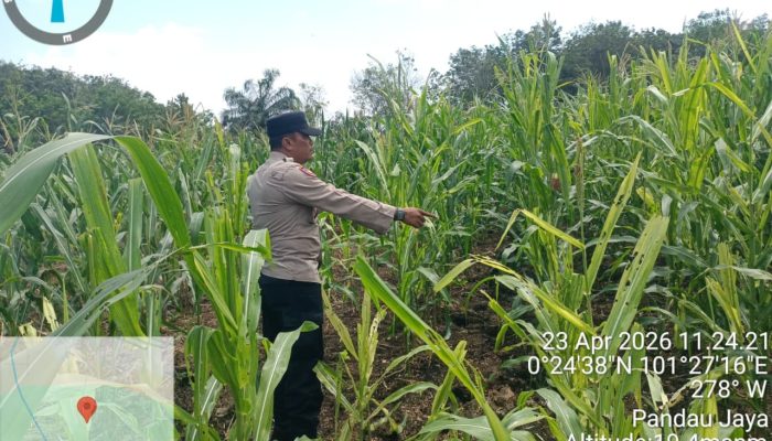 Bhabinkamtibmas Pandau Jaya Dampingi Kelompok Tani Pantau Tanaman Jagung Pipil, Hadapi Kemarau Dan Hama Ulat
