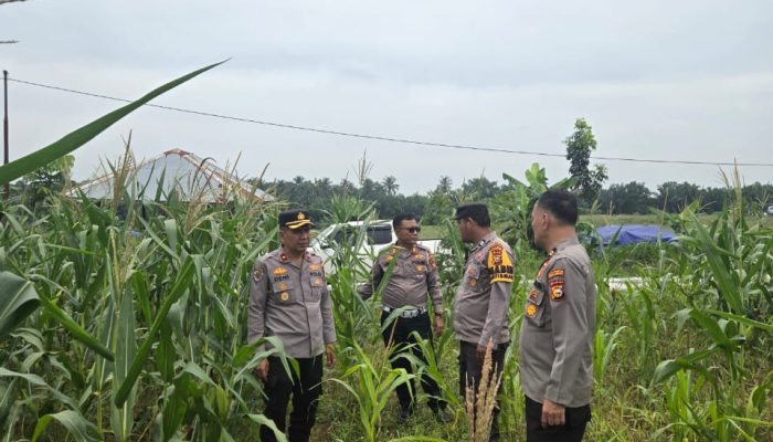 Kapolsek Siak Hulu Tinjau Jagung Pipil di Lahan Ponpes Ma’had Islam Riau, Prediksi Panen 20 Mei 2026