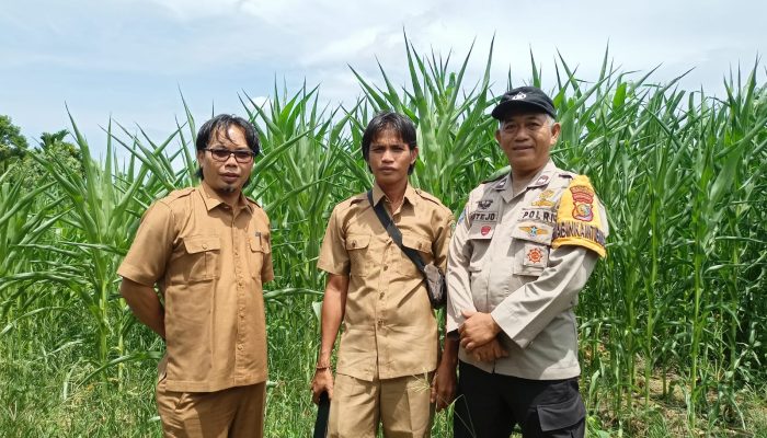 Bhabinkamtibmas Kumbara Utama Dampingi Kelompok Tani Tunas Harapan, Kawal Jagung Pipil dari Tanam hingga Strategi Pemasaran