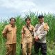 Bhabinkamtibmas Kumbara Utama Dampingi Kelompok Tani Tunas Harapan, Kawal Jagung Pipil dari Tanam hingga Strategi Pemasaran