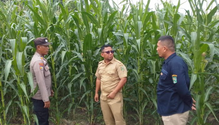 Memasuki Masa Pembuahan, Bhabinkamtibmas Seminai dan Dinas Pertanian Monitor Jagung Pipil di Lahan Polsek Kerinci Kanan