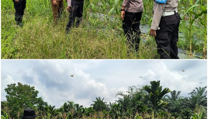 Kapolsek Kerinci Kanan Turun Langsung Cek Kebun Jagung Pipil di Kampung Buatan Baru, Dukung Cita-Cita Indonesia Jadi Lumbung Pangan