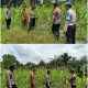 Kapolsek Kerinci Kanan Turun Langsung Cek Kebun Jagung Pipil di Kampung Buatan Baru, Dukung Cita-Cita Indonesia Jadi Lumbung Pangan