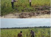Polsek Siak Hulu Cek Perkembangan Lahan Jagung Pipil di Desa Baru, Dukung Swasembada Pangan 2026