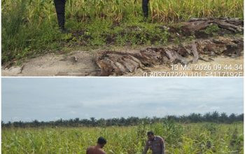 Polsek Siak Hulu Cek Perkembangan Lahan Jagung Pipil di Desa Baru, Dukung Swasembada Pangan 2026