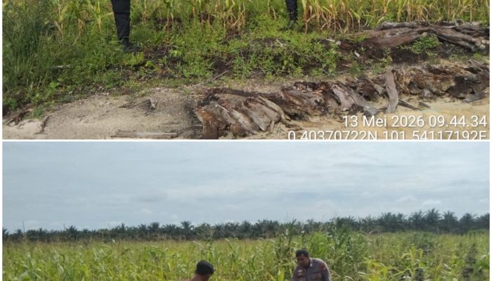 Polsek Siak Hulu Cek Perkembangan Lahan Jagung Pipil di Desa Baru, Dukung Swasembada Pangan 2026