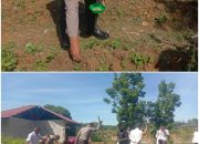 Bhabinkamtibmas XIII Koto Kampar Turun Tangan Tanam Jagung Pipil di Desa Koto Mesjid