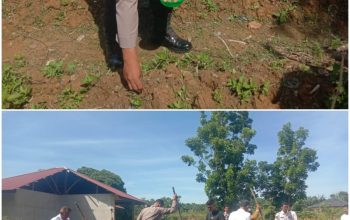 Bhabinkamtibmas XIII Koto Kampar Turun Tangan Tanam Jagung Pipil di Desa Koto Mesjid