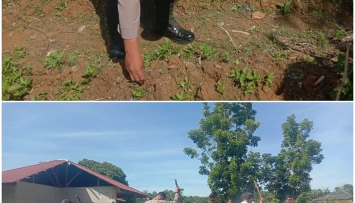 Bhabinkamtibmas XIII Koto Kampar Turun Tangan Tanam Jagung Pipil di Desa Koto Mesjid