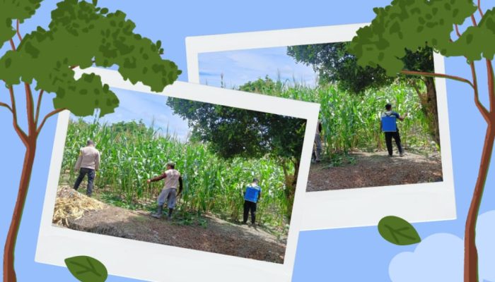Polresta Pekanbaru Perkuat Ketahanan Pangan, Polsek Bukit Raya Lakukan Perawatan dan Penyemprotan Hama Tanaman Jagung Pipil