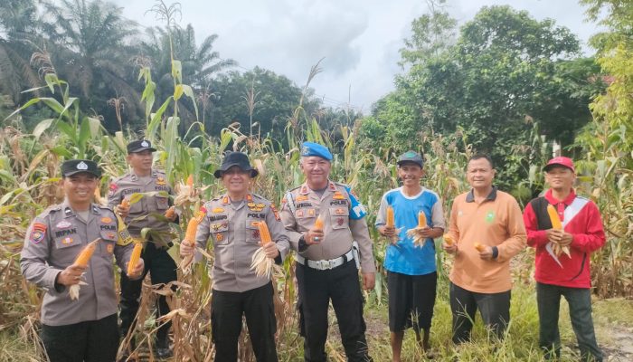 Polsek Kampar Kiri Hilir Monitoring Hasil Panen Jagung Desa Simalinyang, 3 Desa Hasilkan 3 Ton, Dukung Ketahtanan Pangan