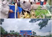 Polsek Kampar Bersama Polres Kampar Gelar Panen Jagung Pipil Serentak di Ranah Singkuang