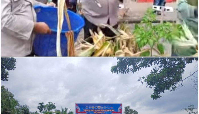 Polsek Kampar Bersama Polres Kampar Gelar Panen Jagung Pipil Serentak di Ranah Singkuang