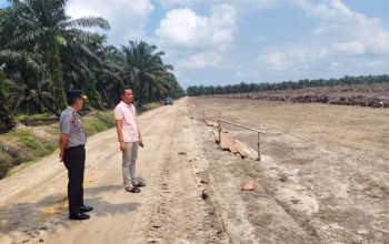 Dukung Ketahanan Pangan, Kapolsek Siak Hulu Cek Progres Kebun Jagung 10 Hektare di Pangkalan Baru
