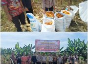Polsek Siak Hulu Bersama Ponpes MIR Sukses Panen 1,3 Ton Jagung Pipil Dukung Ketahanan Pangan Nasional