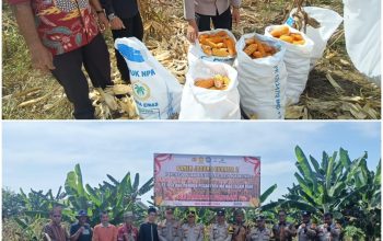 Polsek Siak Hulu Bersama Ponpes MIR Sukses Panen 1,3 Ton Jagung Pipil Dukung Ketahanan Pangan Nasional