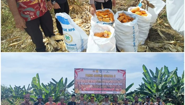 Polsek Siak Hulu Bersama Ponpes MIR Sukses Panen 1,3 Ton Jagung Pipil Dukung Ketahanan Pangan Nasional