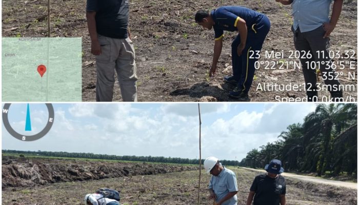 Polsek Siak Hulu Bersama Ponpes MIR Sukses Panen 1,3 Ton Jagung Pipil Dukung Ketahanan Pangan Nasional