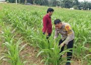 Polsek Tapung Hulu : Bhabinkamtibmas Aiptu Dedi Zariadi Sukses Gencarkan Program Polisi Cinta Petani Demi Swasembada Pangan