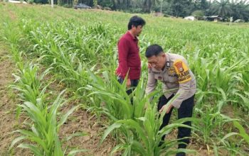 Polsek Tapung Hulu : Bhabinkamtibmas Aiptu Dedi Zariadi Sukses Gencarkan Program Polisi Cinta Petani Demi Swasembada Pangan