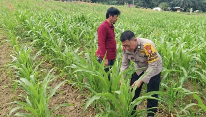 Polsek Tapung Hulu : Bhabinkamtibmas Aiptu Dedi Zariadi Sukses Gencarkan Program Polisi Cinta Petani Demi Swasembada Pangan