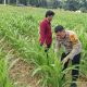 Polsek Tapung Hulu : Bhabinkamtibmas Aiptu Dedi Zariadi Sukses Gencarkan Program Polisi Cinta Petani Demi Swasembada Pangan