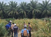 Kapolsek Tapung Hulu Pantau Dan Sambang Program Ketapang di Desa Danau Lancang