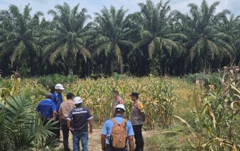 Kapolsek Tapung Hulu Pantau Dan Sambang Program Ketapang di Desa Danau Lancang