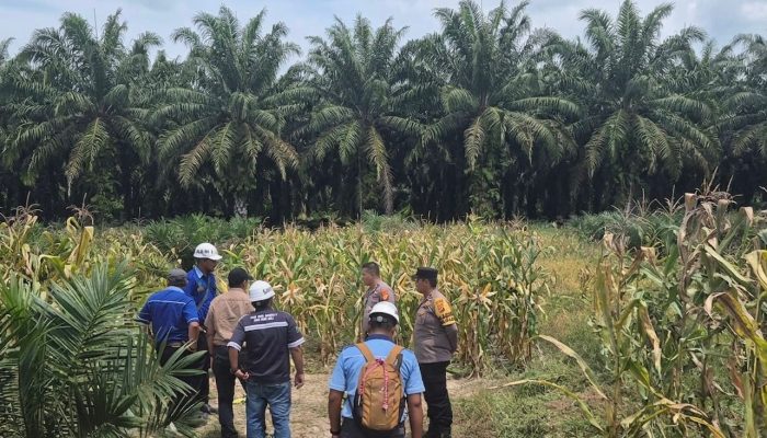 Kapolsek Tapung Hulu Pantau Dan Sambang Program Ketapang di Desa Danau Lancang