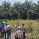 Kapolsek Tapung Hulu Pantau Dan Sambang Program Ketapang di Desa Danau Lancang