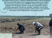 Bhabinkamtibmas Pangkalan Baru Polsek Siak Hulu Pantau Penanaman Jagung Pipil Bersama KOPPSA-M