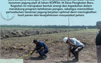 Bhabinkamtibmas Pangkalan Baru Polsek Siak Hulu Pantau Penanaman Jagung Pipil Bersama KOPPSA-M
