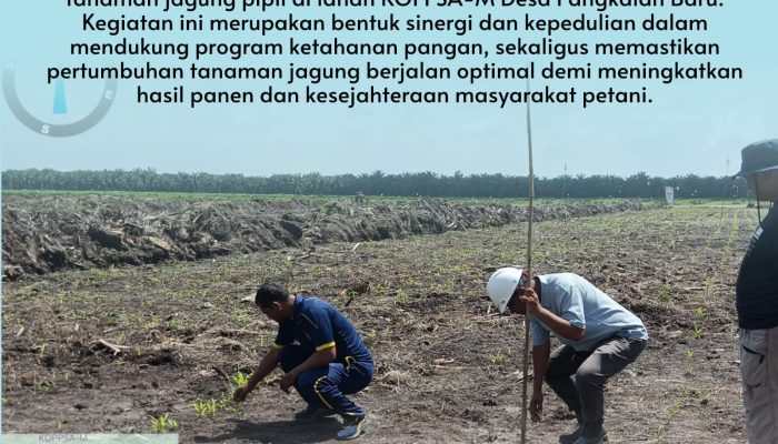 Bhabinkamtibmas Pangkalan Baru Polsek Siak Hulu Pantau Penanaman Jagung Pipil Bersama KOPPSA-M