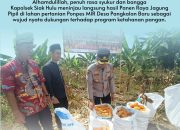 Kapolsek Siak Hulu Tinjau Panen Raya Jagung Pipil di Ponpes MIR, Wujud Nyata Dukungan Ketahanan Pangan