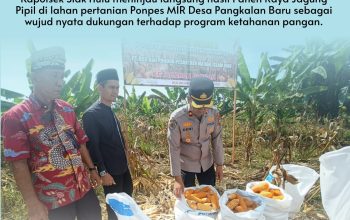 Kapolsek Siak Hulu Tinjau Panen Raya Jagung Pipil di Ponpes MIR, Wujud Nyata Dukungan Ketahanan Pangan